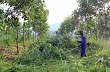 Tỉnh Lai Châu mong muốn mở rộng phát triển cây cao su 